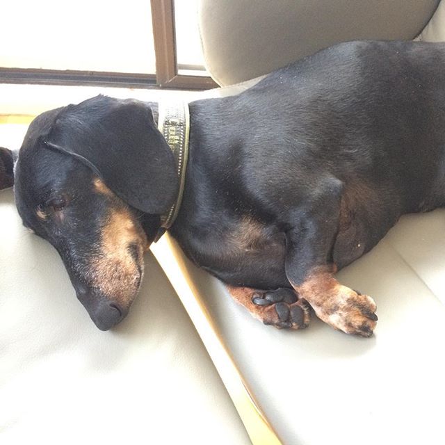 Lazy dog needs both chairs.